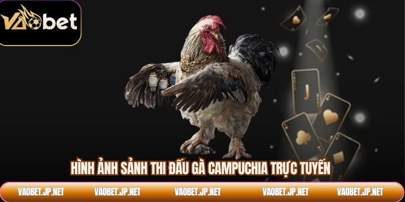 Hình ảnh sảnh thi đấu gà Campuchia trực tuyến