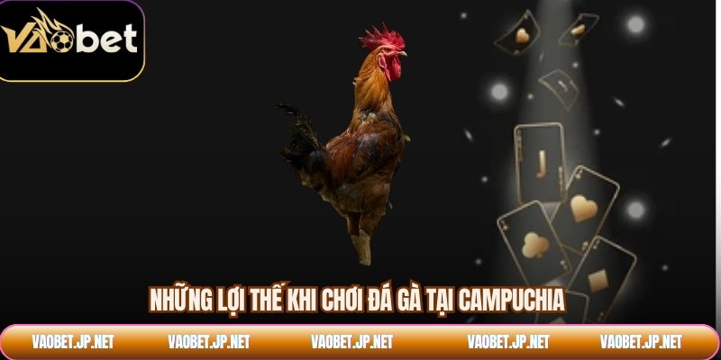 Những lợi thế khi chơi đá gà tại Campuchia